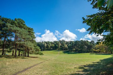 Parkta yeşil çimen, tropik, uzun güzel ağaçların etrafında