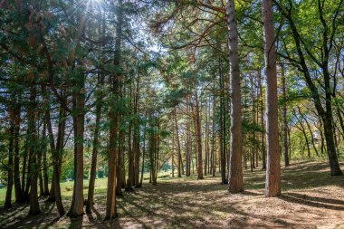 Güneşli bir günde, sonbaharda güzel bir çam ağacı ve köknar