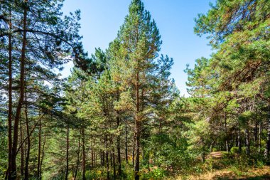 Çam ormanı: Güneşin aydınlattığı ağaçlar, sonbahar günü