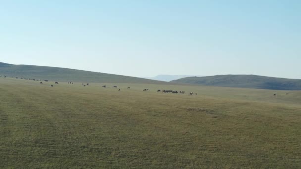 A herd of cows grazes on the slopes of the mountains, a beautiful video from a height — Stock Video