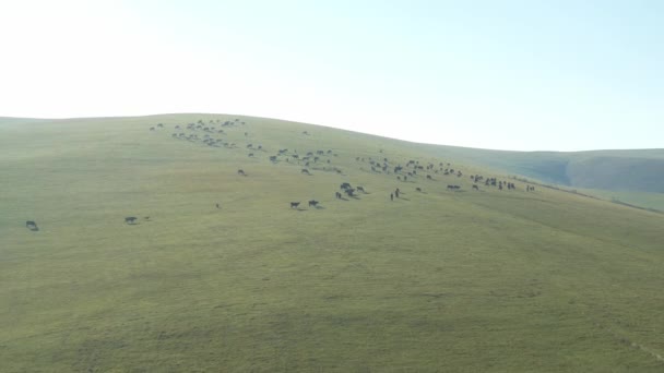 Un troupeau de vaches paissent sur les pentes des montagnes, une belle vidéo d'une hauteur 