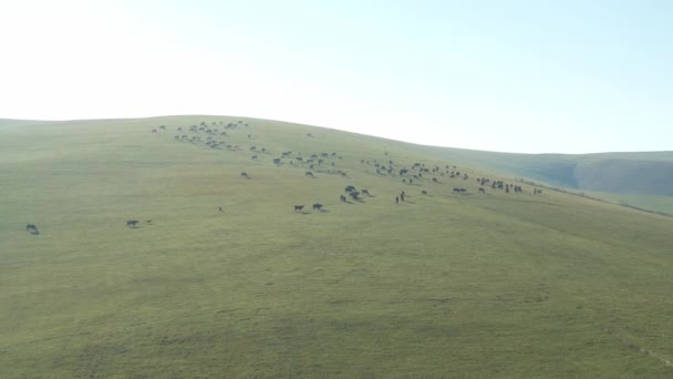 Una manada de vacas pastando en las laderas de las montañas, un hermoso video desde una altura — Vídeo de stock