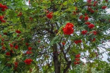 Red Rowan Berries, Vauxhall Eğlence Bahçeleri, Londra