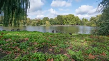 Londra 'daki Green Park' taki göletin yanındaki kazlar, zaman ayarlı.
