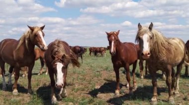 Mustang 'ler yakından bakıyor, vahşi atlar ve at sinekleri, hayvanlar kameraya bakıyor.