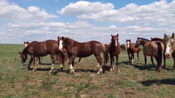 Mustangs in de steppe, dieren kwispelen met hun staart, lentedag — Stockvideo