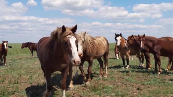 Mustangs visages close-up, chevaux sauvages et les phryganes, les animaux regardent la caméra 