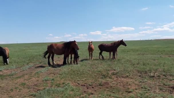 Manada de caballos en la estepa, animales de granja, día de primavera — Vídeos de Stock