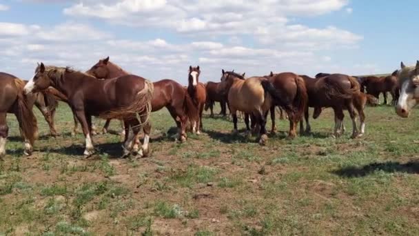 Braunští koně vrtějí ocasy, jezdci létají, jarní krajina — Stock video
