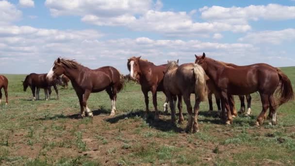 Koně na pastvinách, hospodářská zvířata vrtí ocasem, jarní den — Stock video