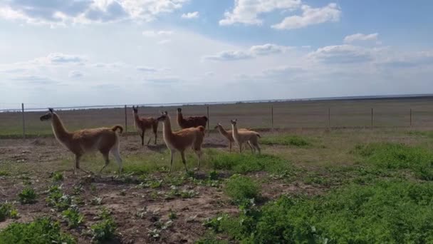 Lamy, dzikie zwierzęta, grupa lamy na pastwisku, piękny krajobraz — Wideo stockowe