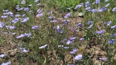 Çiçekli keten, küçük leylak çiçekli bahar çayırı, güzel manzara.
