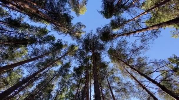 Сосны, верхушки деревьев вид снизу вверх, красивая природа — стоковое видео