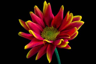 Kırmızı aster çiçek makro Ayrıntılar 