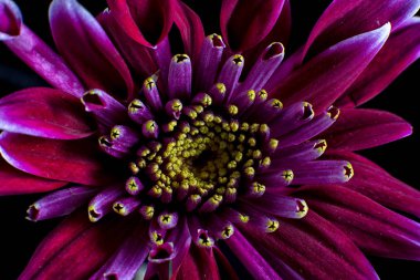 Kırmızı aster çiçek closeup makro Ayrıntılar 