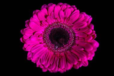 Kırmızı gerbera daisy makro 