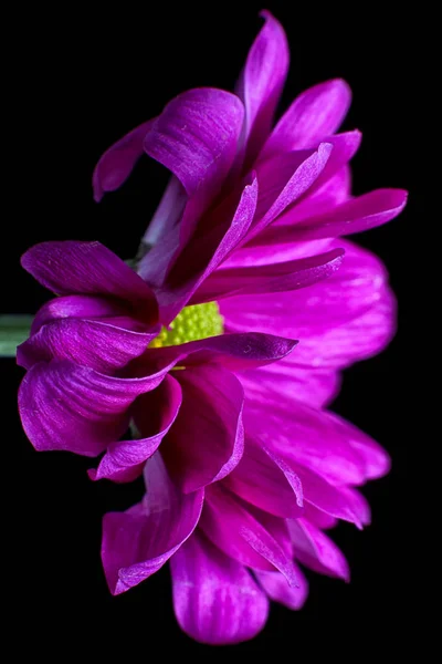 Pink Daisy Side View Macro — Stock Photo, Image