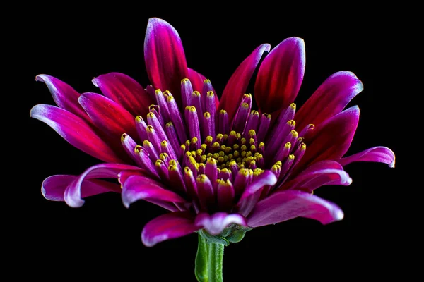 Red Aster Flower Macro Detail — Stock Photo, Image