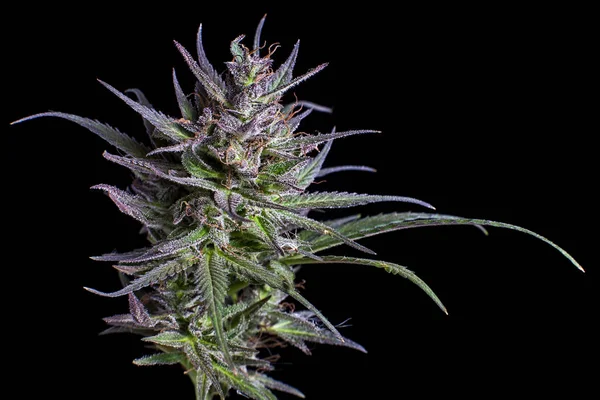 esrar bud makro portre 