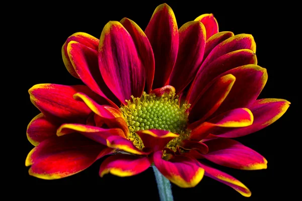 Color Aster Flower Closeup — Stock Photo, Image