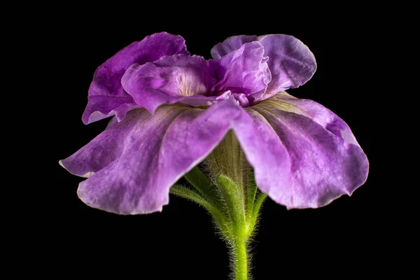 Petunia Viola Fiore Macro — Foto Stock