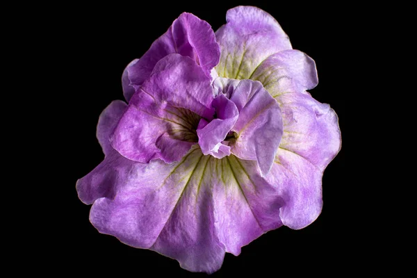 Petunia Viola Fiore Macro Dettaglio — Foto Stock