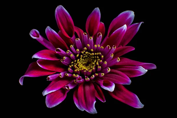 Red Aster Flower Closeup Macro Details — Stock Photo, Image