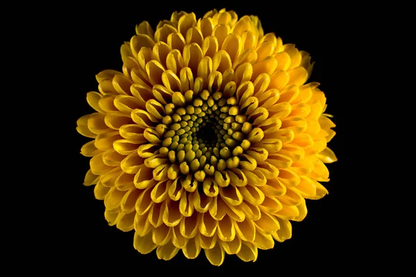 Aster Żółty Kwiat Zbliżenie Szczegóły — Zdjęcie stockowe