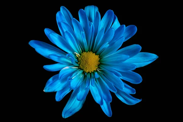 Blue Daisy Blomma Makro — Stockfoto