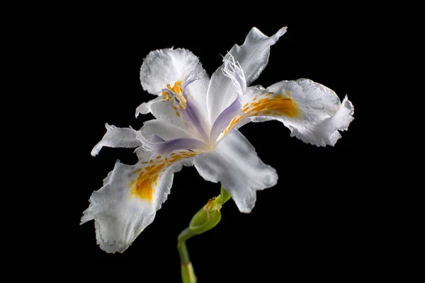 Bianco Iris Fiore Macro Dettagli — Foto Stock