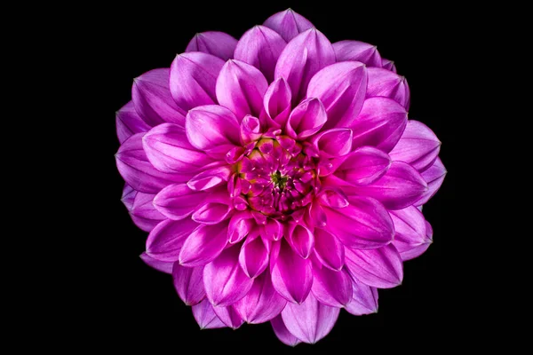 pembe dahlia çiçeği makro Ayrıntılar 