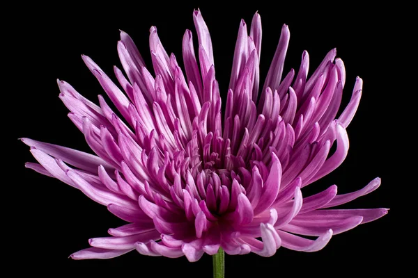 Pink Aster Flower Macro Details — Stock Photo, Image
