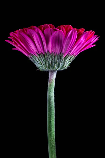 Red Gerbera Side View Maco — Stock Photo, Image