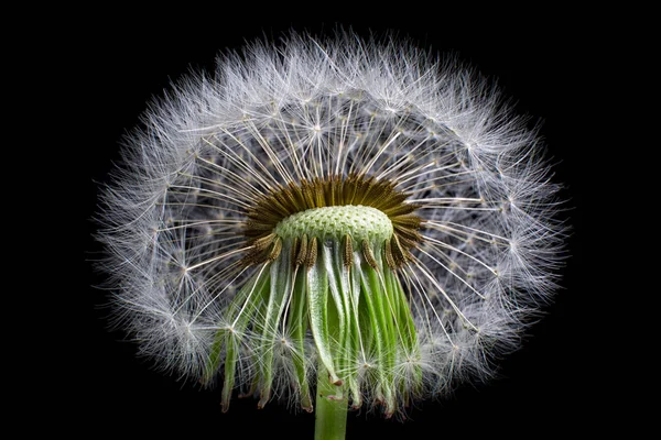 Квітка Кульбаби Макрос Чорному Фоні Стокове Зображення