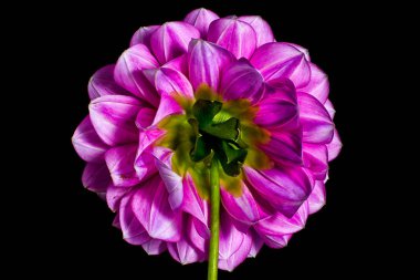 Yıldız Çiçeği çiçek makro Ayrıntılar