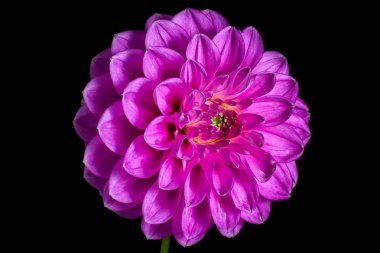 siyah arka plan üzerine pembe dahlia makro