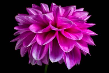 siyah arka plan üzerine pembe dahlia makro