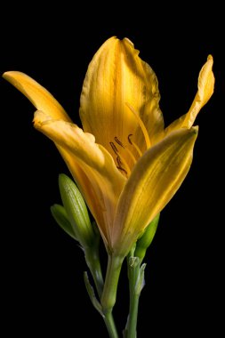 siyah zemin üzerine sarı zambak makro Ayrıntılar