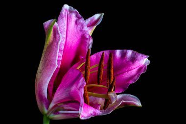 Lily çiçek portre siyah arka plan üzerine 