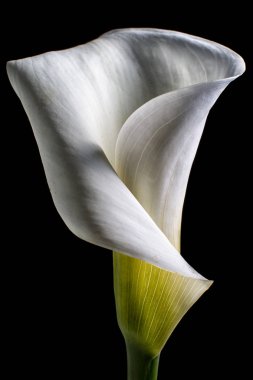 Beyaz calla çiçek makro 