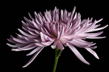 Mor aster çiçek makro 