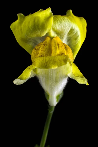 Fiore Drago Scatto Giallo — Foto Stock