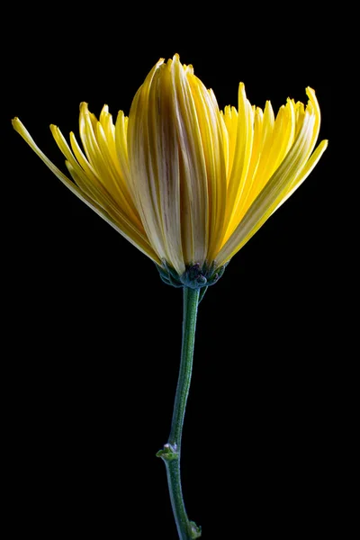 Amarelo Aster Flor Closeup Fundo Preto — Fotografia de Stock