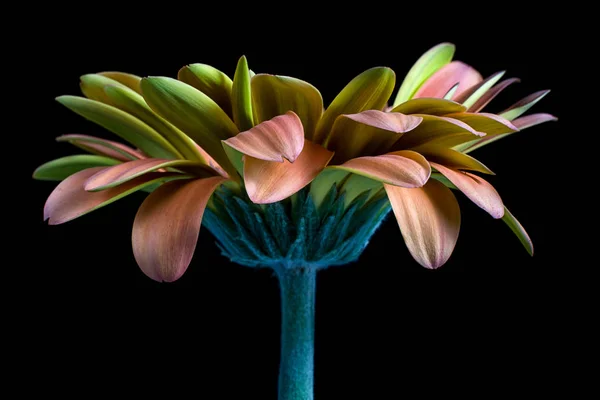 Gerbera Blomma Sida Visa Makro — Stockfoto