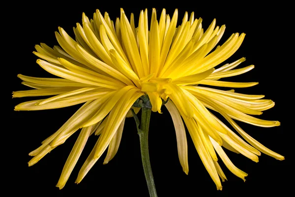 yellow aster flower closeup on black background