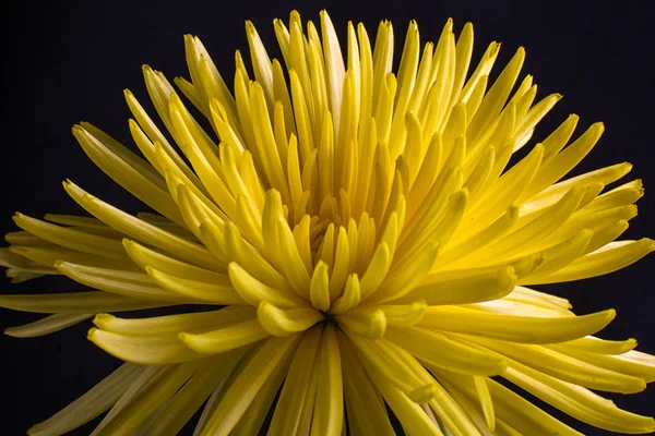 Gul Aster Blomma Blomma Makro Detaljer — Stockfoto