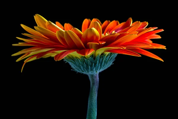 Orange Färg Gerbera Blomma — Stockfoto