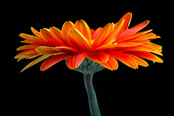Kolor Pomarańczowy Kwiat Gerbera — Zdjęcie stockowe