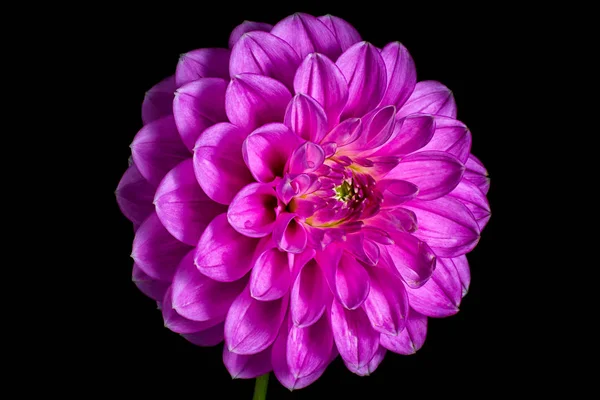 siyah arka plan üzerine pembe dahlia makro