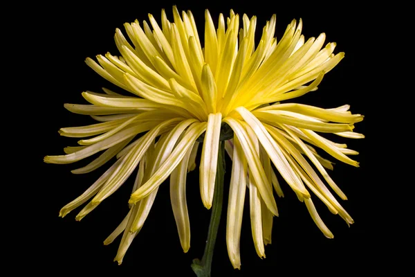 Amarelo Aster Flor Closeup Fundo Preto — Fotografia de Stock
